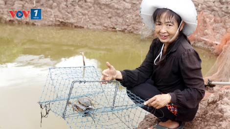 Trà Vinh: Giá cua biển tăng cao, nông dân có thể thu lãi ròng từ 160 đến 180 triệu đồng