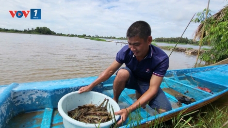 Thu nhập cao từ nuôi tôm bên ngoài đê bao ngăn mặn (20/06/2025)