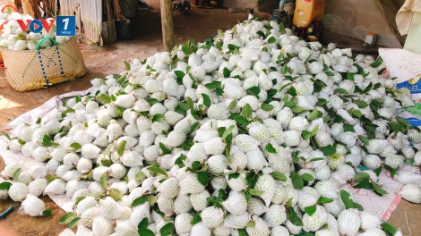 Tiền Giang: Trái ổi giá thấp, nhiều nhà vườn không thu hoạch, trái rụng đầy gốc