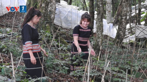 Tri thức dân gian về sâm Ngọc Linh ở Kon Tum là Di sản văn hoá phi vật thể quốc gia