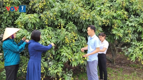 Bắc Giang tổ chức hội nghị xúc tiến tiêu thụ vải thiều và các sản phẩm nông sản chủ lực (29/05/2025)