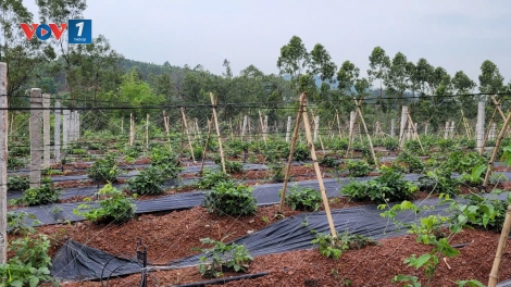 Khơi dậy tiềm năng cây sâm quý núi Dành, Bắc Giang. (05/06/2025)
