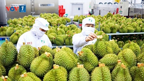 Xuất khẩu rau quả cần mở rộng thị trường (04/06/2025)