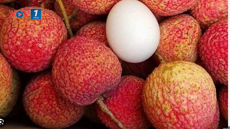 Vải trứng Hưng Yên được mùa, được giá