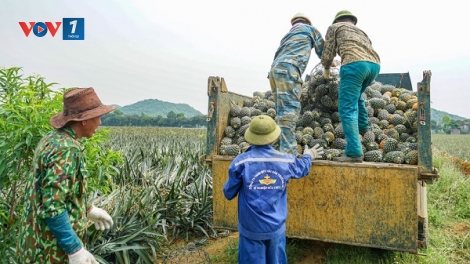 Thúc đẩy nông sản phát triển từ sự hỗ trợ của doanh nghiệp (01/08/2025)