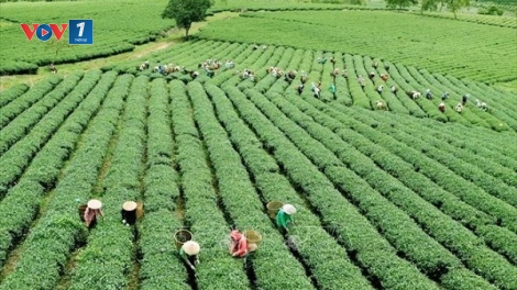 Chuyển đổi xanh: Từ cánh đồng đến chiến lược bền vững (04/07/2025)