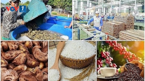 Sản xuất nông nghiệp thích ứng với biến động thị trường (12/07/2025)