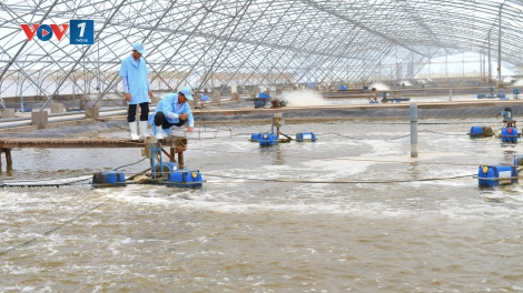 Cà Mau hướng tới phát triển đột phá ngành tôm