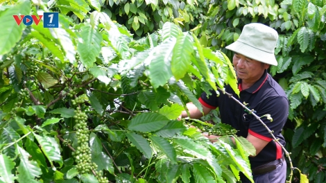 Phát động Cuộc thi “Giải pháp đổi mới sáng tạo thích ứng với biến đổi khí hậu cho ngành cà phê”