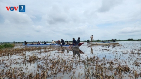 Campuchia: hơn 2.000 ha trồng lúa bị ảnh hưởng do mưa ngập