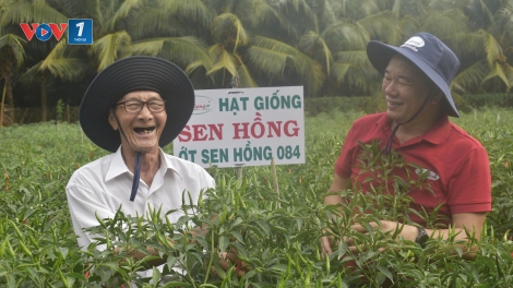Vụ ớt đầu mùa trúng giá, nông dân ở Đồng Tháp phấn khởi (29/07/2025)