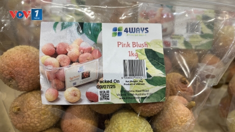 Siêu thị Costo Australia bán 200 tấn quả vải tươi Việt Nam