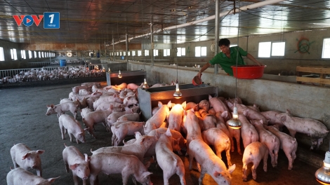 Chăn nuôi thông minh ở Tây Ninh: Giảm phát thải, tăng hiệu quả
