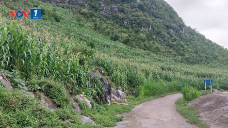 Tuyên Quang: Phòng, chống tái trồng cây thuốc phiện tại các xã vùng biên.