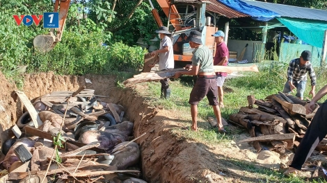 Gia Lai tập trung kiểm soát dịch tả lợn châu Phi