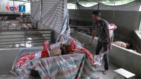 Lợn chết ồ ạt, nhiều hộ chăn nuôi ở miền núi Lào Cai điêu đứng