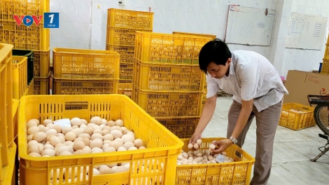 Đồng Tháp: Trứng gà tăng cao, người chăn nuôi phấn khởi