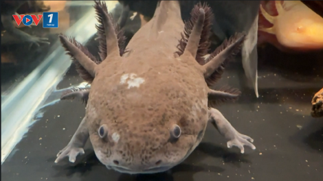 Brazil: Trưng bày những con axolotl quý hiếm