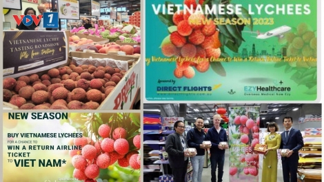 Siêu thị Costo Australia bán 200 tấn quả vải tươi Việt Nam
