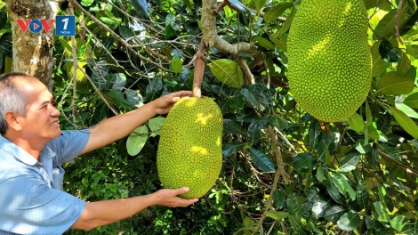 Đồng Tháp: Giá nhiều loại trái cây “đảo chiều” do tác động của cung và cầu