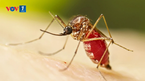 Dịch sốt Chikungunya lan rộng, Trung Quốc nâng mức cảnh báo