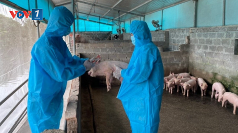 Chăn nuôi an toàn sinh học giải pháp phòng chống dịch tả lợn Châu Phi (21/08/2025)