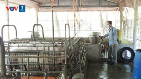 Khu vực có đàn heo lớn nhất TP.HCM nỗ lực chặn dịch tả heo châu Phi