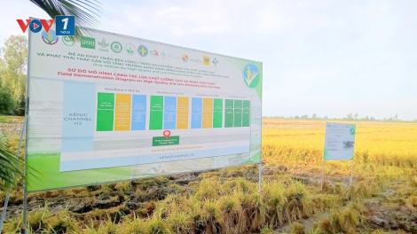 Cần Thơ đứng thứ hai ở ĐBSCL về sản lượng lúa