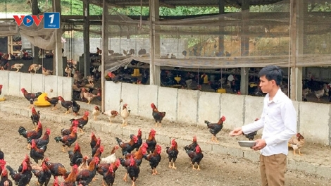 Chăn nuôi VietGAP: Chiến lược phát triển nông nghiệp hiện đại