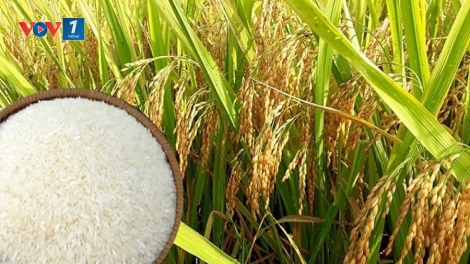 Thời sự 6h 14/8/2025: Duy trì ổn định, gạo xuất khẩu của Việt Nam tăng cao