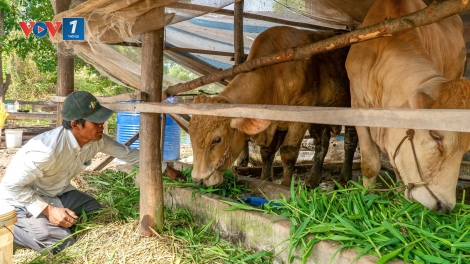 Cà Mau dự toán 623 tỷ đồng hỗ trợ sinh kế cho người nghèo