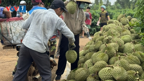 Nhà vườn vẫn lãi to dù giá sầu riêng rớt giá