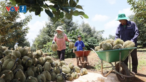 Bài 2 Loạt bài: “Sầu riêng Việt Nam - Ngành hàng tỷ đô và hành trình khẳng định vị thế”
