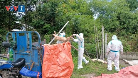 Đà Nẵng dập dịch tả lợn châu Phi