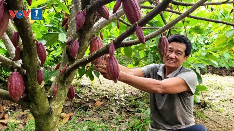 Nâng tầm vị thế cacao Việt Nam