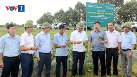 Đậu xanh 12ĐX02: cây trồng tiềm năng cho vùng đất bạc màu, hạn hán