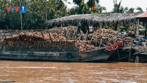 Trái dừa khô ở Vĩnh Long duy trì ở mức giá cao, nhà vườn phấn khởi