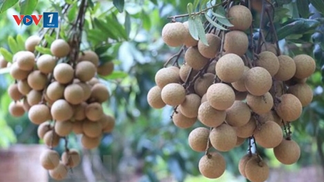 Nhãn lồng Hưng Yên: Nâng cao chất lượng để vươn xa (04/09/2025)