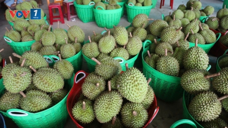 Để nông sản miền núi Khánh Hòa thoát khỏi lối mòn tự phát