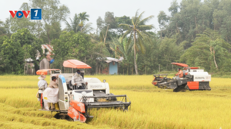 An Giang: hơn 91% diện tích lúa hè thu bán được giá cao