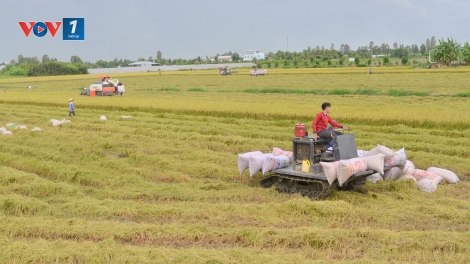 Gạo Việt khơi nguồn cảm hứng cho sản xuất nông nghiệp trong kỷ nguyên mới
