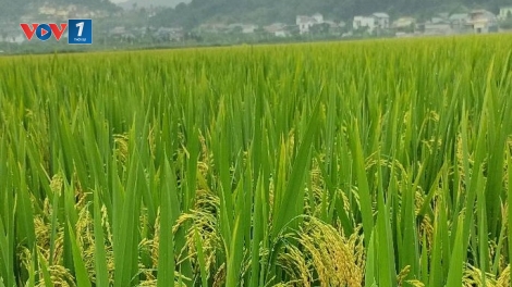 Chủ động ứng phó, nâng cao hiệu quả sản xuất trồng trọt trong bối cảnh khó khăn