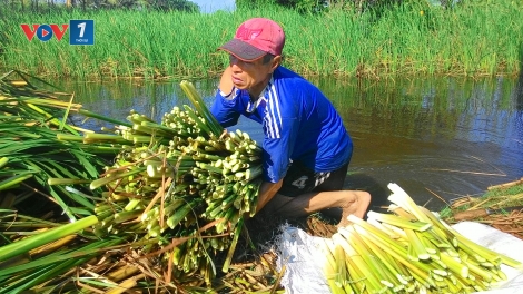 Bồn bồn Cà Mau: Từ cây dân dã thành hàng hoá giá trị