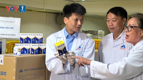 Vác-xin dịch tả lợn Châu Phi tiếp tục chinh phục thị trường Philippines