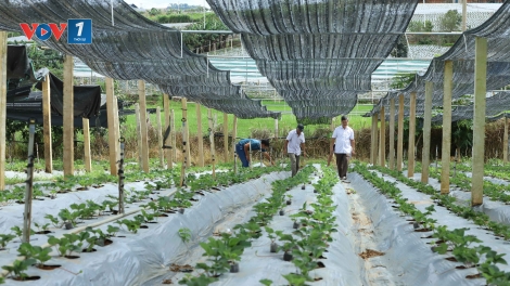 Nông dân Sơn La rộn ràng vào vụ sản xuất dâu tây