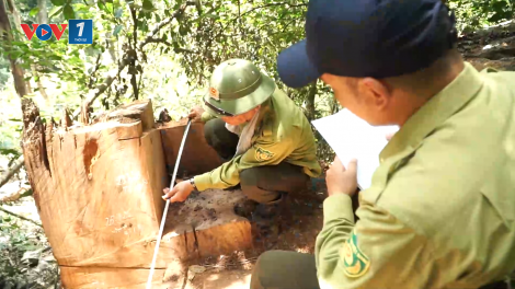 Thái Nguyên: Siết chặt quản lý, bảo vệ rừng sau vụ hàng chục cây nghiến tại VQG Ba Bể bị chặt hạ