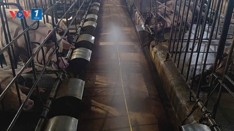 Đâu là chìa khóa giữ vững nguồn cung thịt lợn dịp cuối năm (23/09/2025)