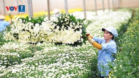 Hoa cây cảnh Việt Nam: Từ thú chơi tao nhã đến ngành kinh tế xanh giàu tiềm năng