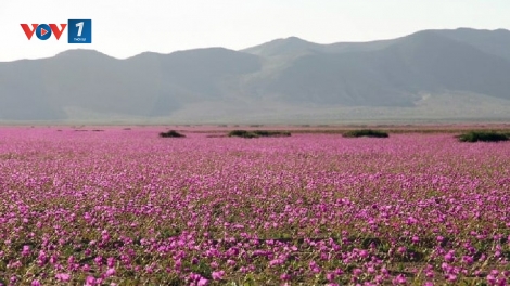 Chile: Hoa nở rộ tại sa mạc khô cằn Atacama