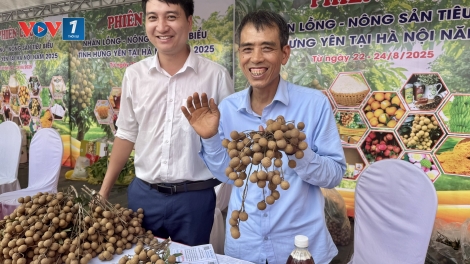 Tiên phong trồng nhãn lồng Hưng Yên theo hướng hữu cơ